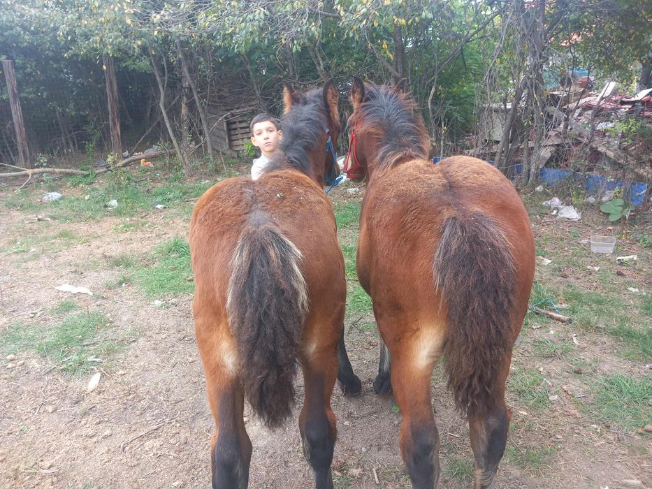 Vand un manz si o manza