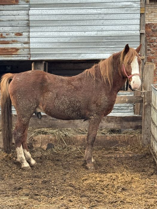 Продам ЖЕРЕБЦА Айгыр