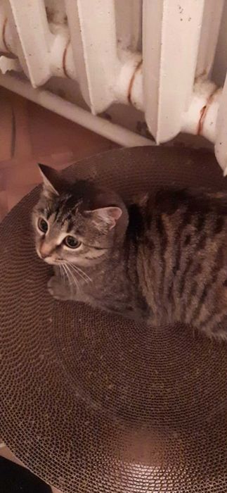 Отдам в добрые руки стерилизованных кошек