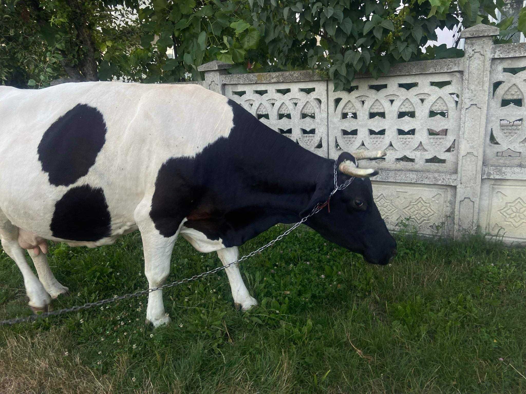 Vand vaca holstein