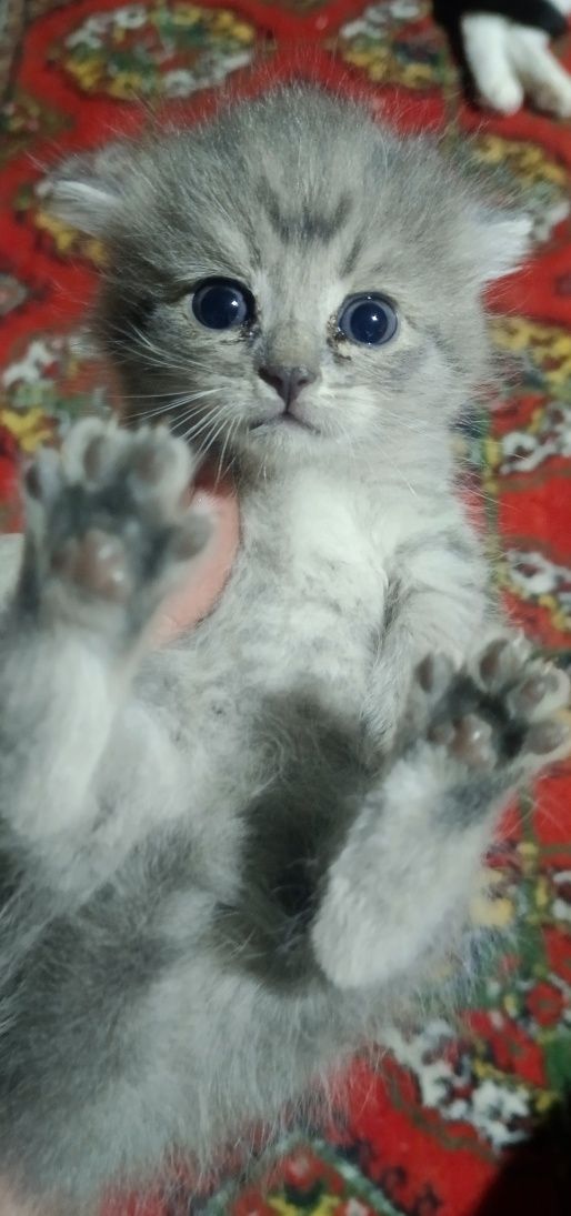 Котята отдам в хорошие руки, mushuk bolalari ishonchli qollarga berila