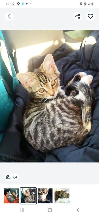 Котёнок котята кошка кот питомец бесплатно