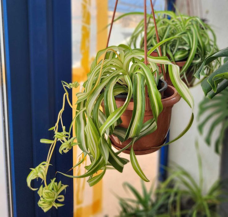 Продам чудесный хлорофитум