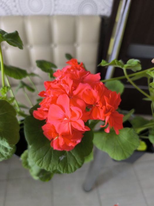 Пеларгония ярко-красная.