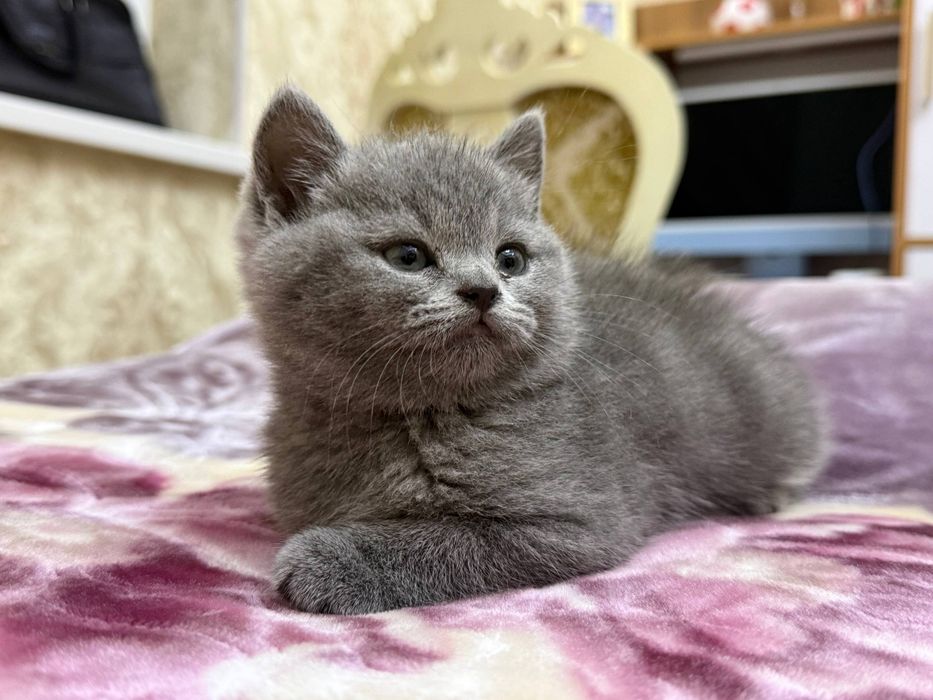 Скоттиш страйт девочка почти 2месяца