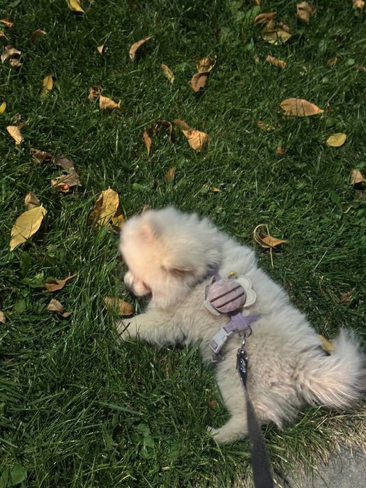 Померанский шпиц мальчик