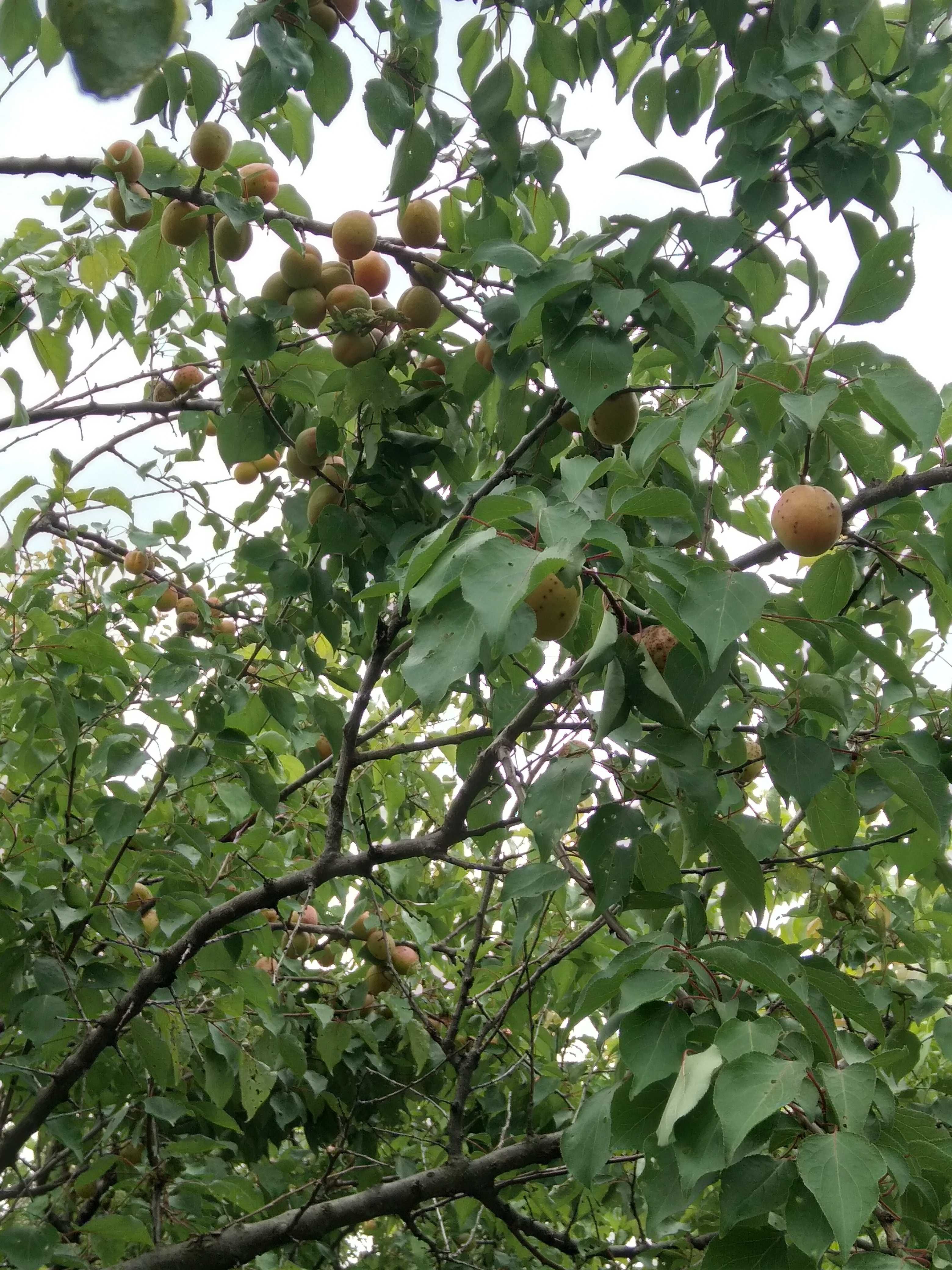 Livadă pomi fructiferi