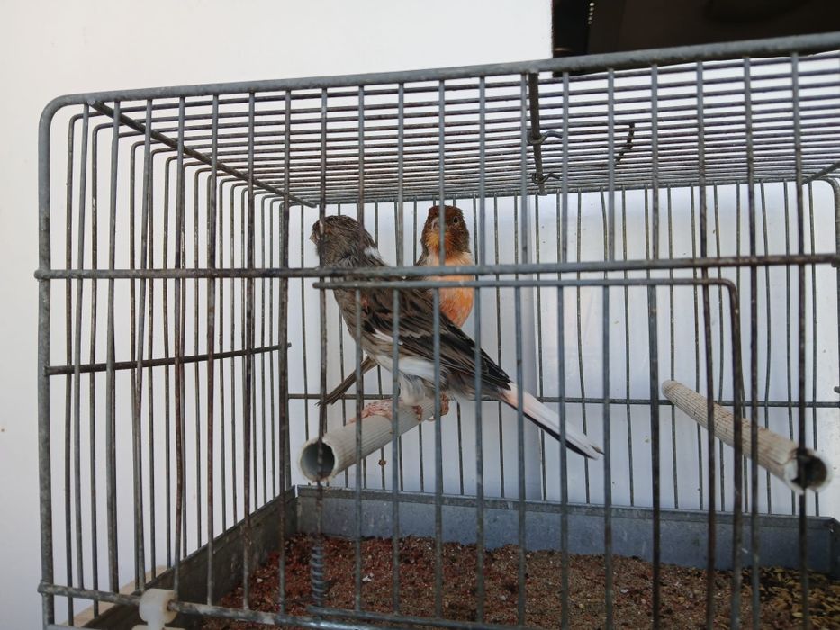 Vand Canarite plus hibrizi petrusi