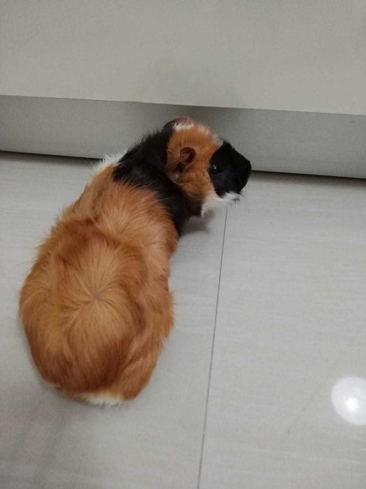 Donez porcușor de guineea