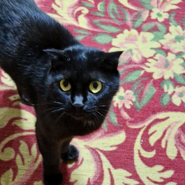 Кошка Багира в поиске дома