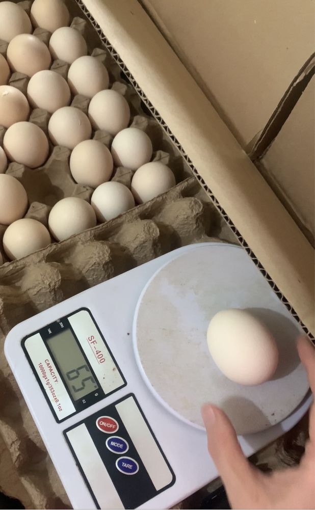 Инкубационные яйца бройлер Росс-308