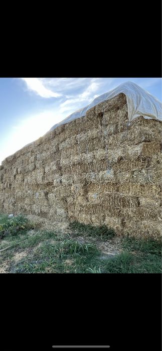 Lucerna , paie, fan , miriste calitatea 1