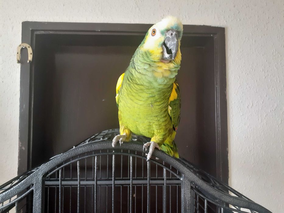 Продавам папагал порода - Синьочела Амазона + клетка