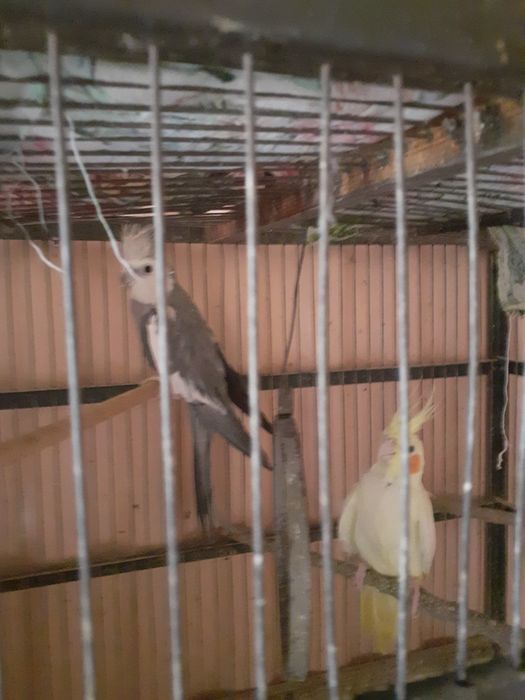 Продаётся папугай Карелла