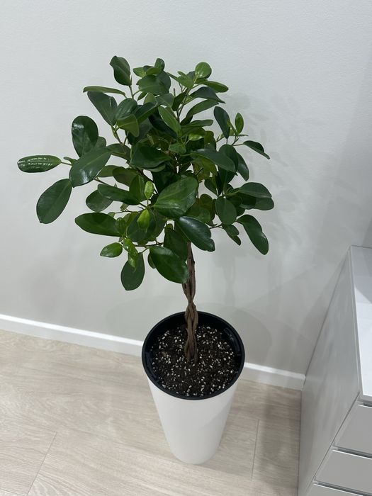 Продаю декоративное комнатное растение Фикус Мокламе