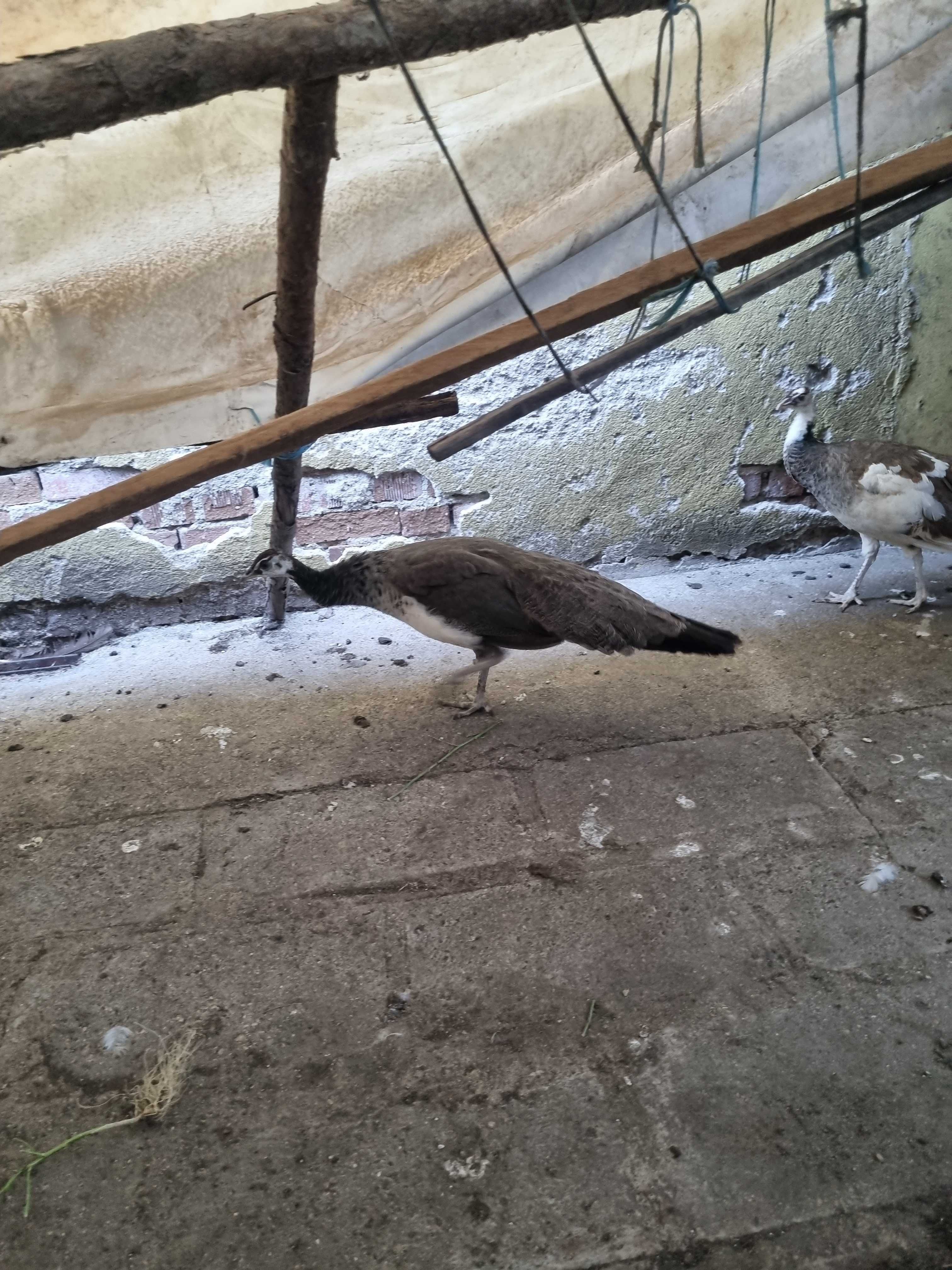 Продавам 2 чифта пауни