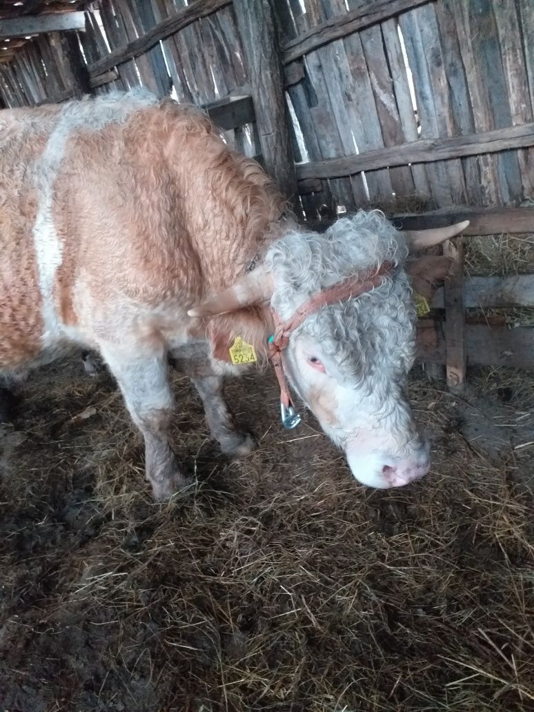 Taur  rasa simmental  de 2 ani de vanzare