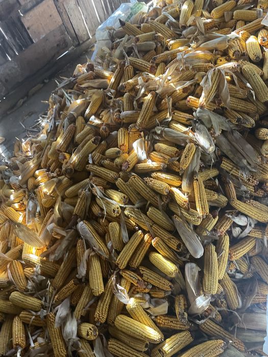 Vand Porumb stiulete