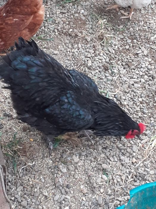 Cocosi Brahma 120 Ron, 1 cocos negru Australorp 100 Ron, cocos alb 80