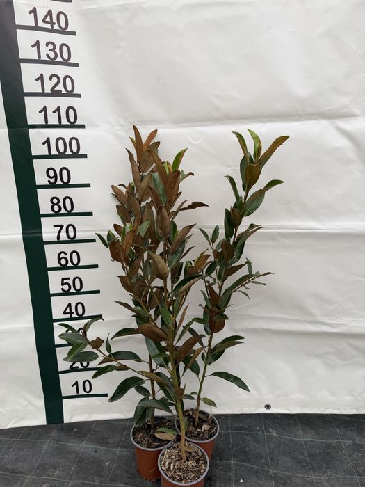 Magnolia Grandiflora 70-90cm si 1.2-1.4m