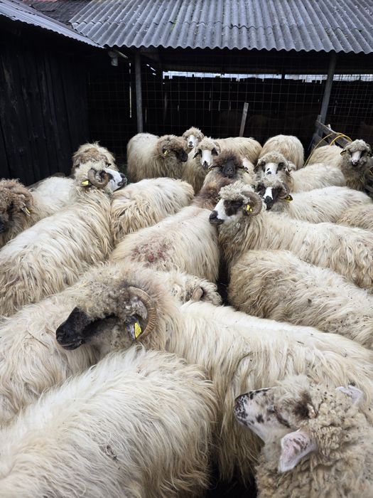 Oi de vanzare de ținut