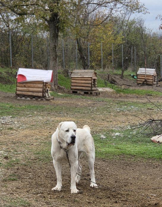 Mascul asia centrala