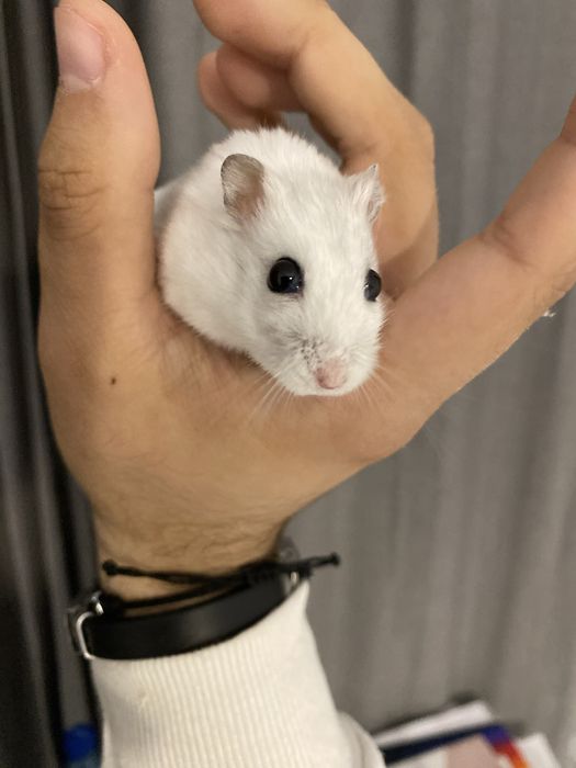 Cusca de hamsteri cu tot cu hamsteri