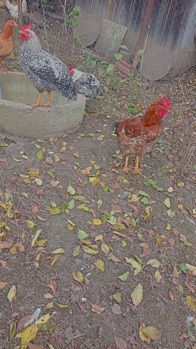 Cocoși de vânzare, tineri, Gaini, Păsări de casa