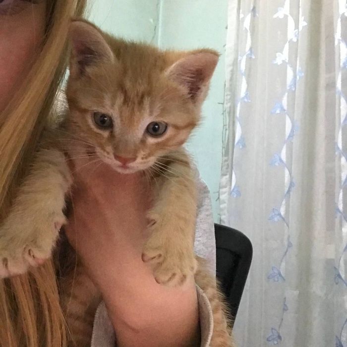 Отдам котят в добрые руки,кто действительно любит животных