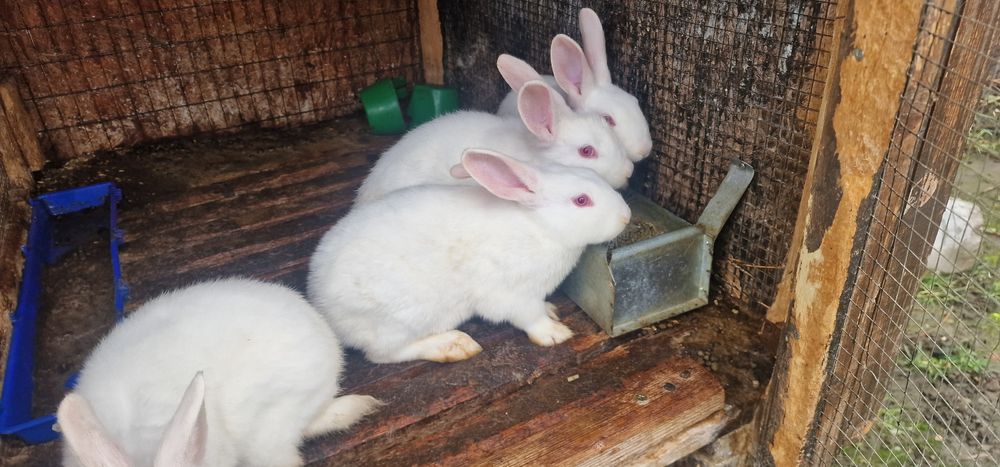 Iepuri Panon Alb tineret 8 săptămâni