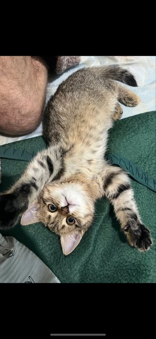 Маленький котёнок