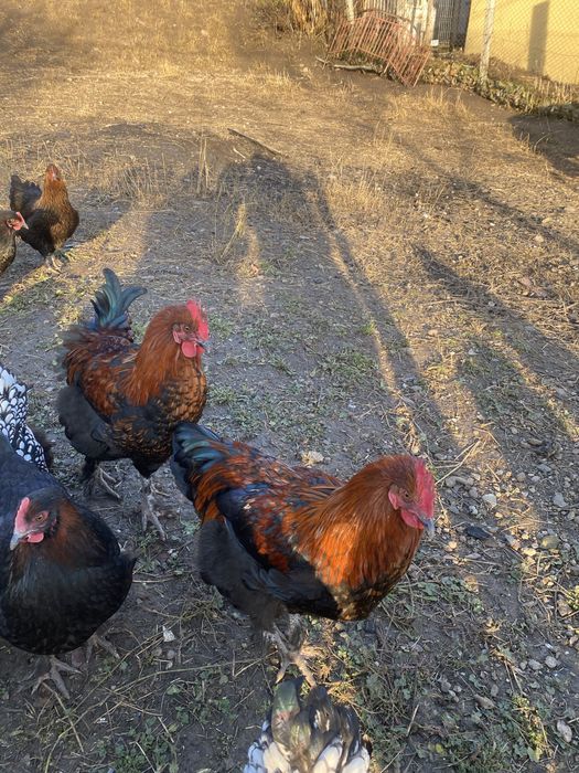 Vand cocosi diferite rase