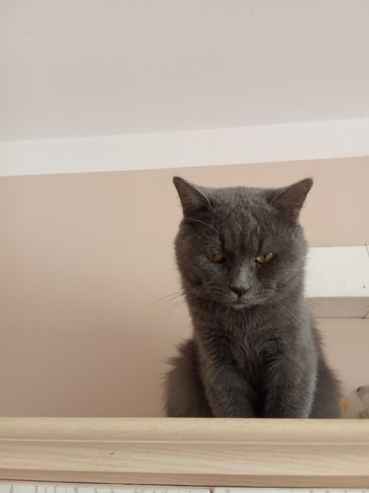 Mushuk  sotiladi Timosha