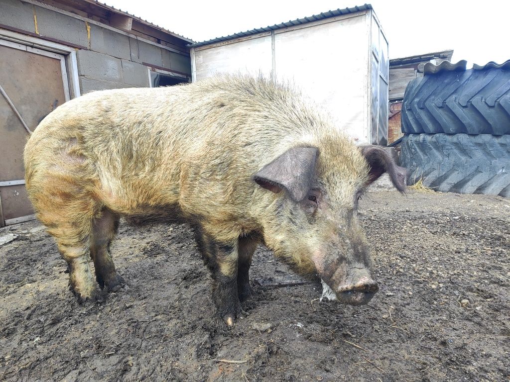 Продам кабана на племя.