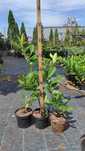 Prunus laurocerasus Caucasica, laur englezesc
