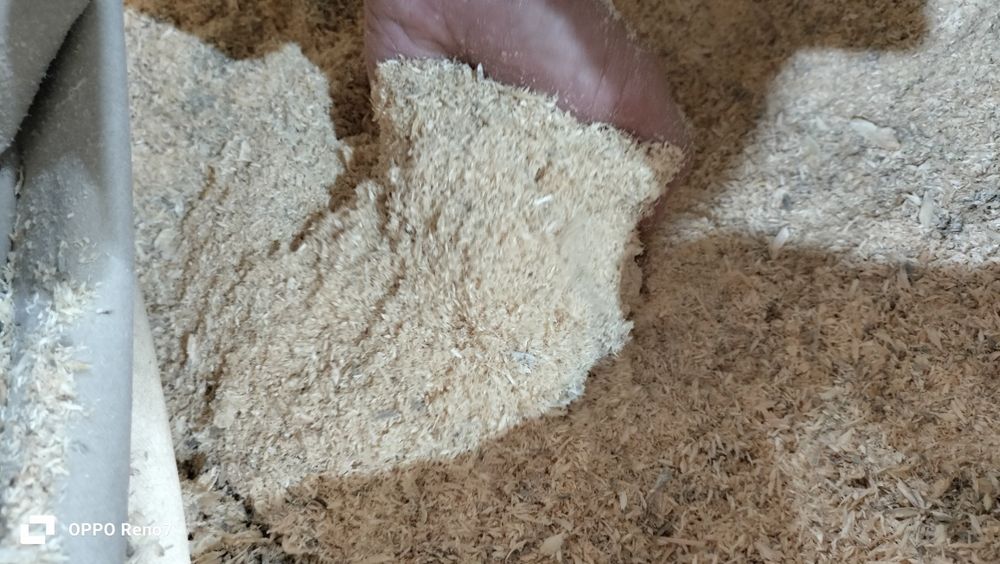 апелка ағаш үгіні