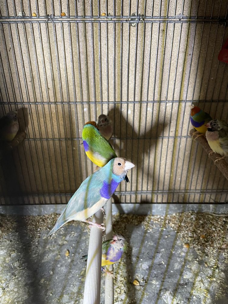 Papagali de vanzare