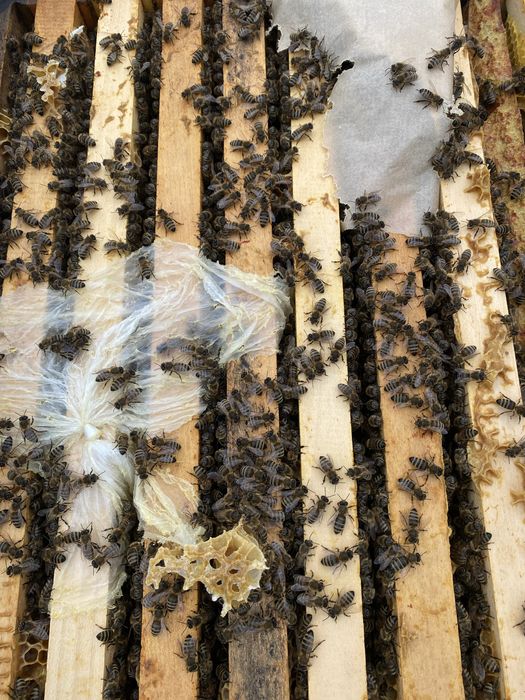 Vanzare famili albine