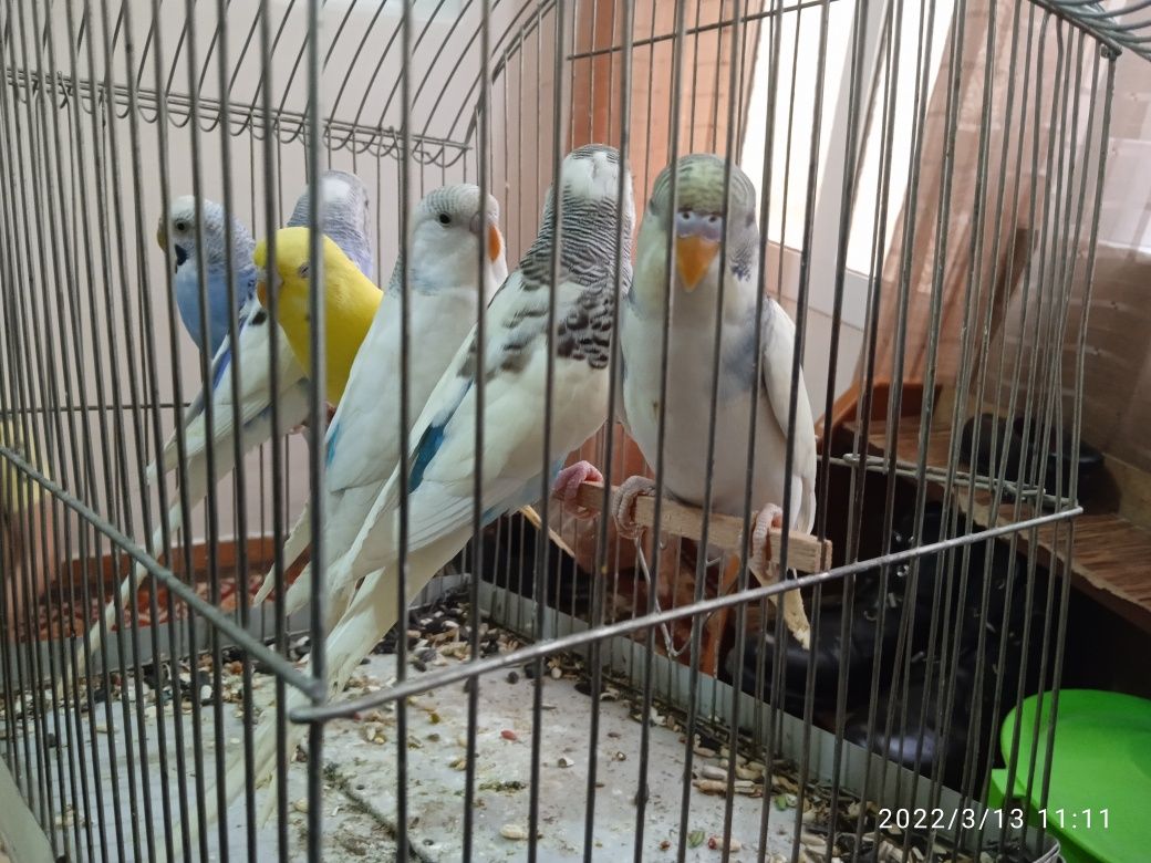 Валнистые попугаи красивое не обычнова окраса здоровые не больные почт