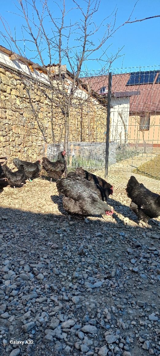 Vând găini australorp