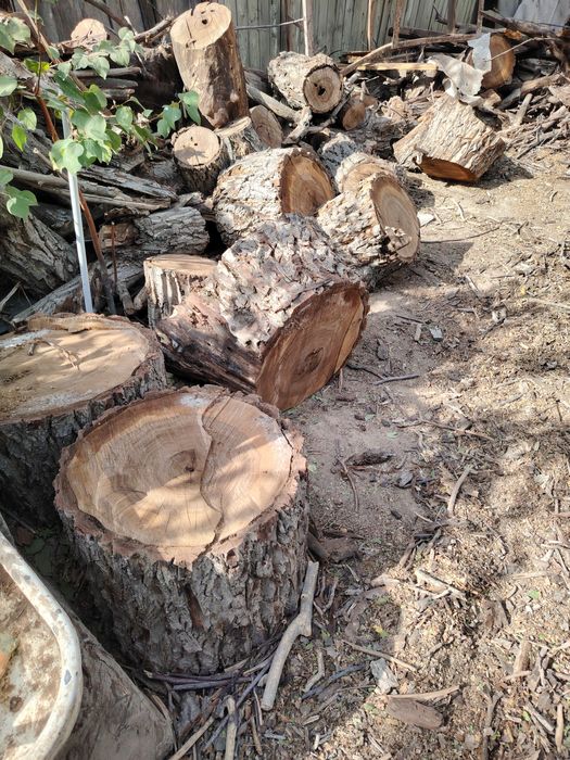 Орешина дрова срубленная