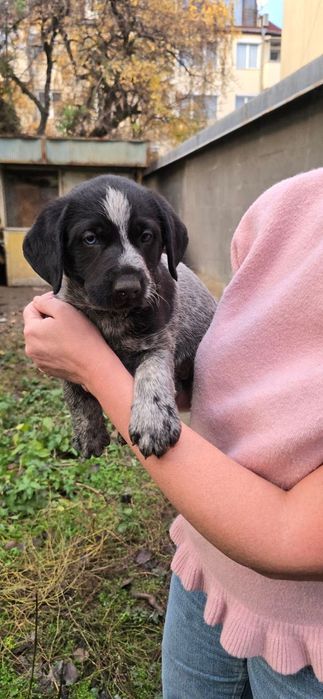 Подарявам малки кученца за 2лв