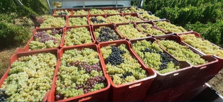 ‼️super ofera‼️Struguri de vin – dulci, sănătoși și plini de aromă!