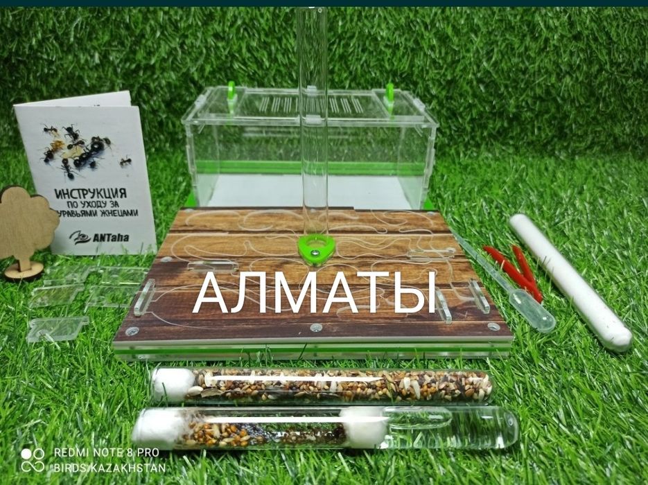 Муравьиная Ферма большая. ( Авто увлажнение!) Алматы. С муравьями!