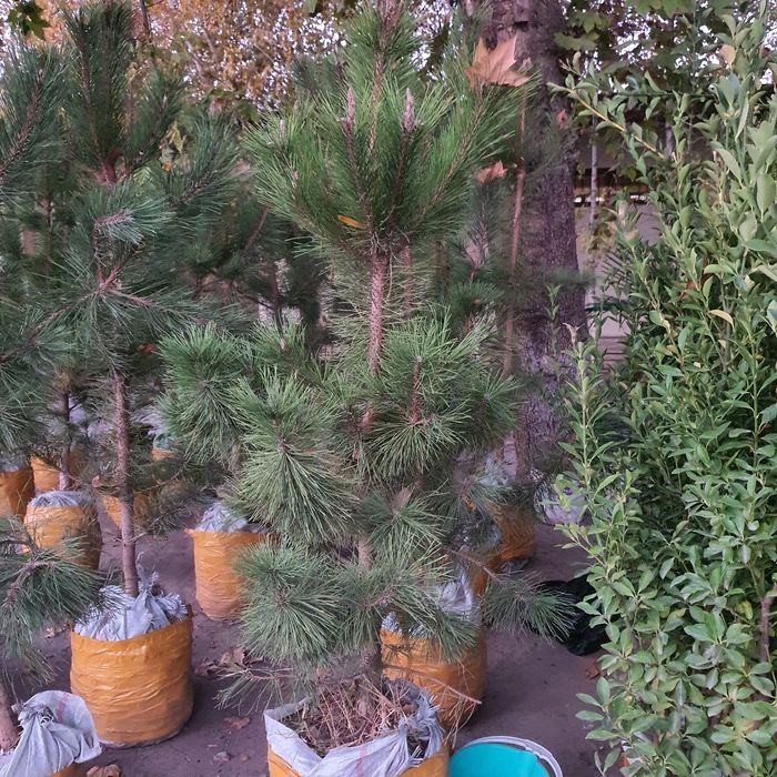 Кипарис маржвеник туя крим сасна арча archalar бошка дарахт келиштирил