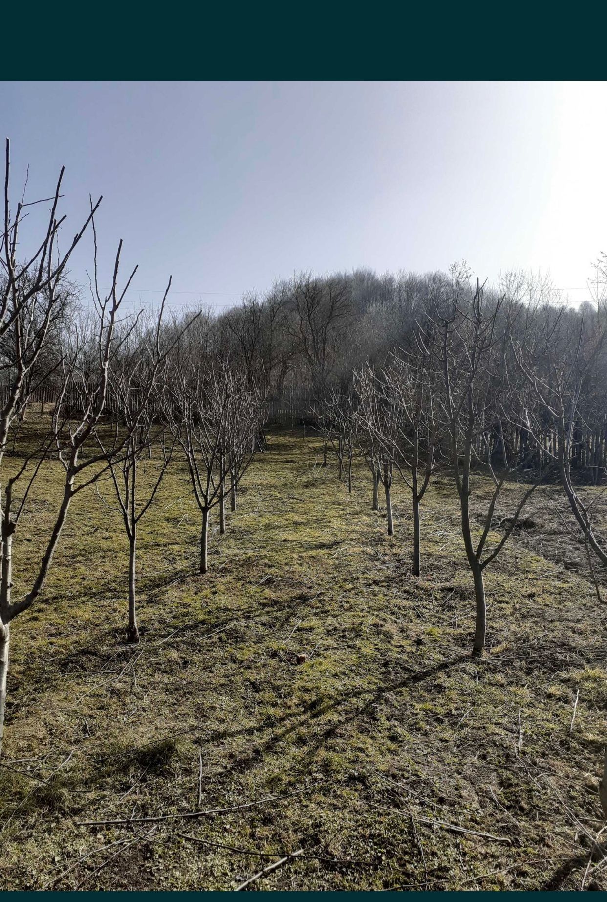 Toaletare/Curățare Copaci Fructiferi.