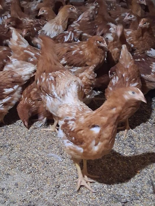 Puicuțe ouătoare și pui de carne