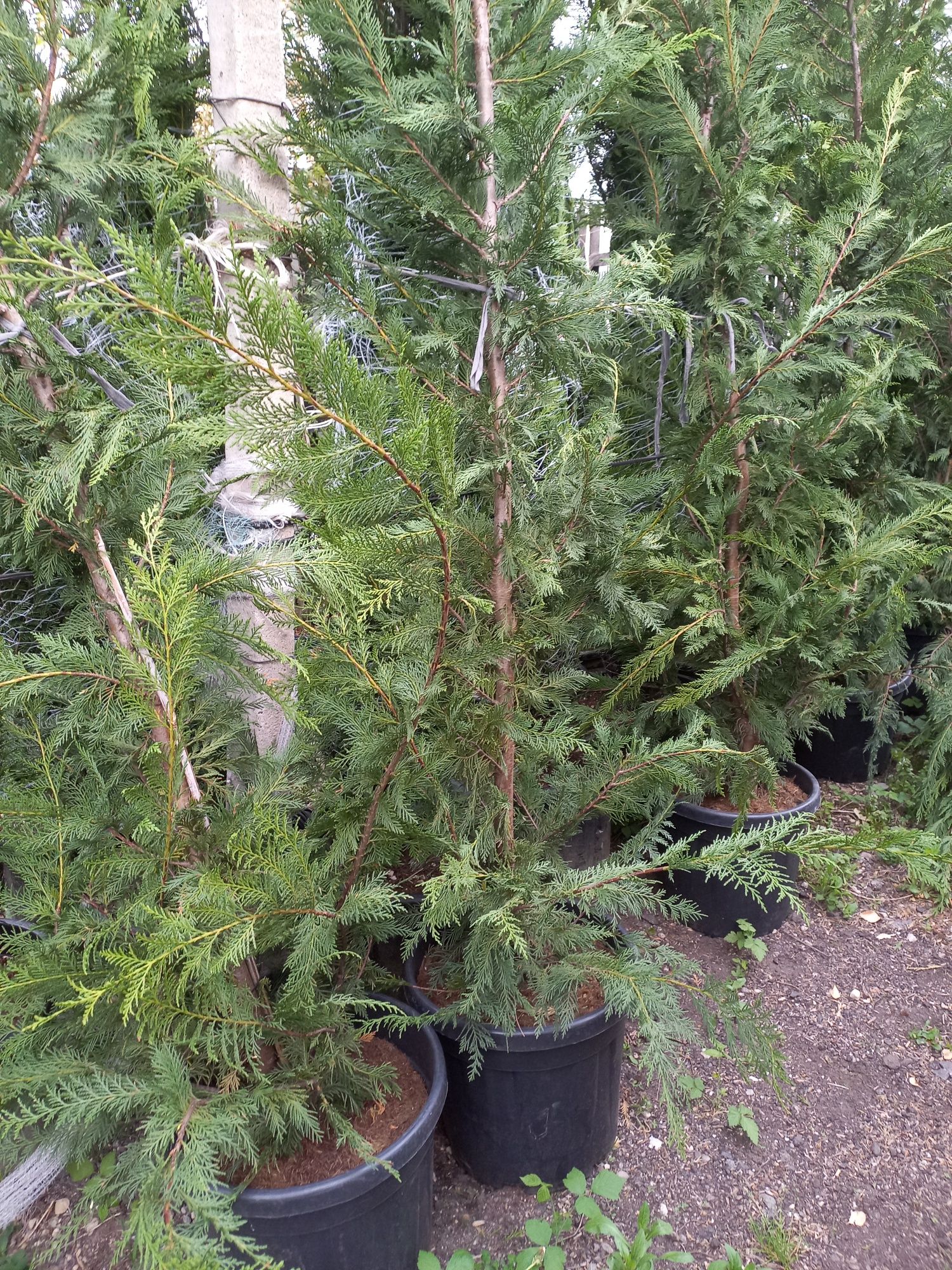 Leylandii plante ornamentale