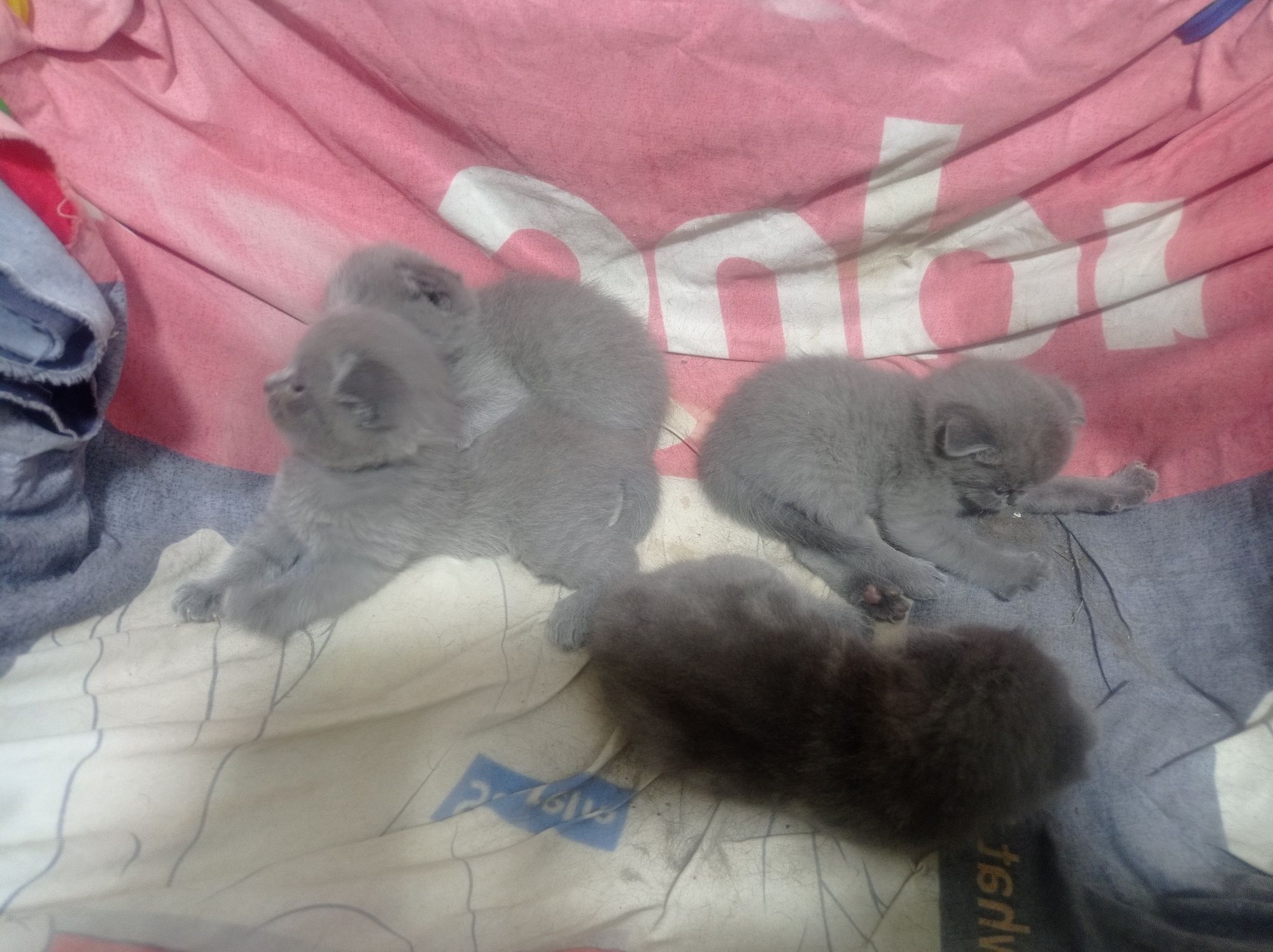 Скотишь фолд продам