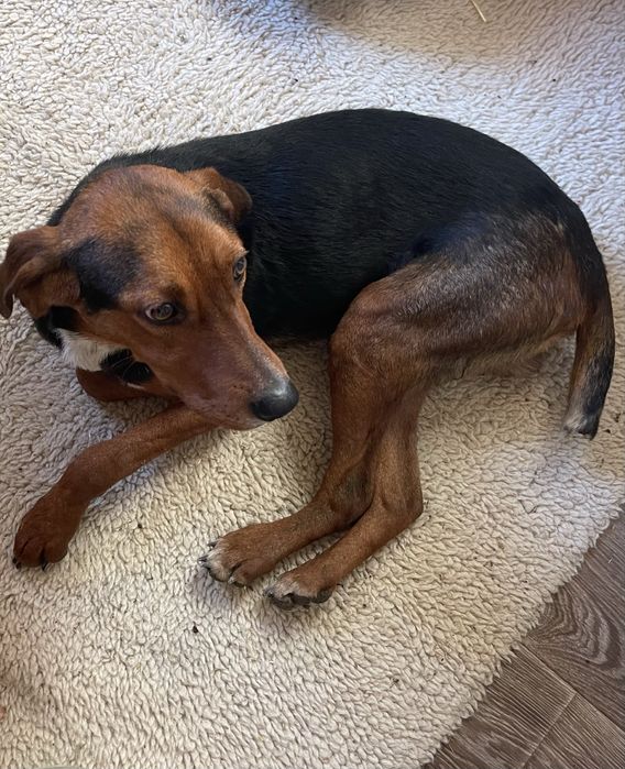 Намерено е куче в района на с. Брегаре, обл. Плевен